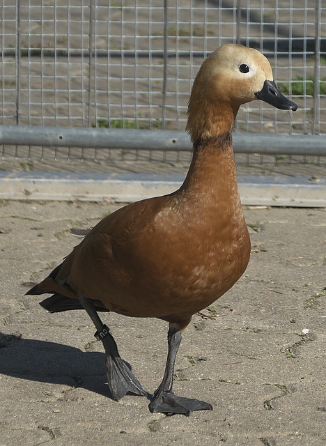 照出